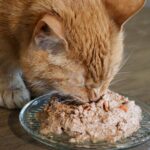 What to Expect During Your Pet’s Annual Wellness Exam