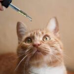 Preventive Pet Care Plans That Promote Long-Term Health And Peace Of Mind