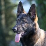 Chondroitin for Dogs with Arthritis: What Pet Owners Should Know