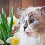 A complete guide to common dog and cat health concerns