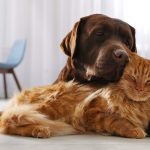 How Dental Care Dogs Improve Comfort and Well-being?