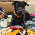 What Is Continuous Glucose Monitoring for Pets? A Vet-Backed Guide for Dog & Cat Parents