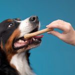 What Is Continuous Glucose Monitoring for Pets? A Vet-Backed Guide for Dog & Cat Parents
