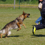 Unraveling the Truth Behind Common Myths About Dogs