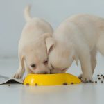 Building Everyday Nutrition Through Complete Balanced Meals For Curious Feline Companions Everywhere