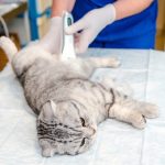 Vomiting in Cats | Possible Causes and When to Seek Help